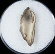 Tyrannosaurid Tooth Fragment - Montana #15205-1